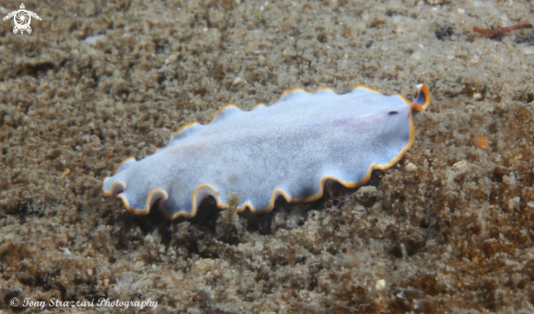 A blue flatworm