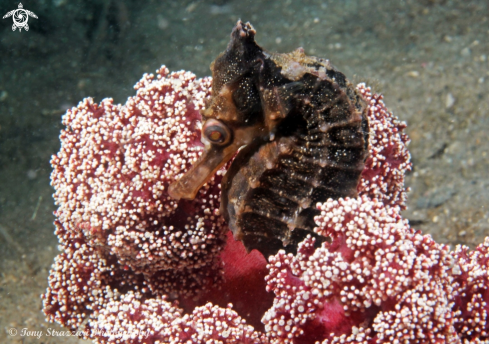 A Hippocampus whitei | White's seahorse