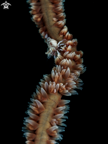 A Wire Coral Shrimp