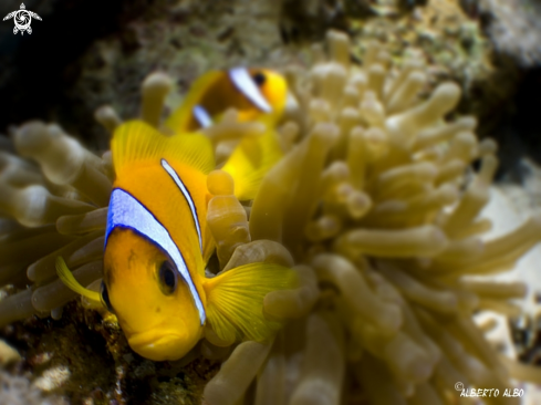 A Amphiprion bicinctus | PEZ PAYASO