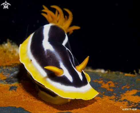 A Chromodoris Africana | africana