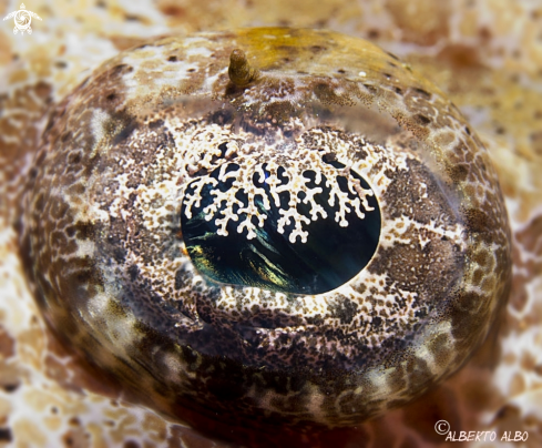 A papilloculiceps longiceps | zapatero de felpa