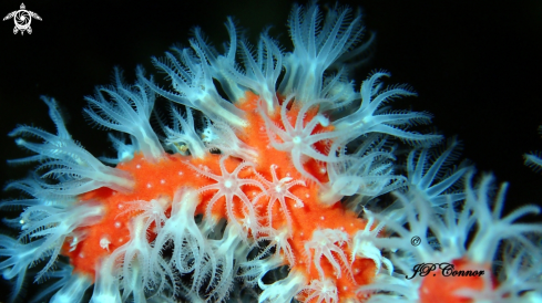 A Corallium rubrum | Corail rouge de Méditerranée