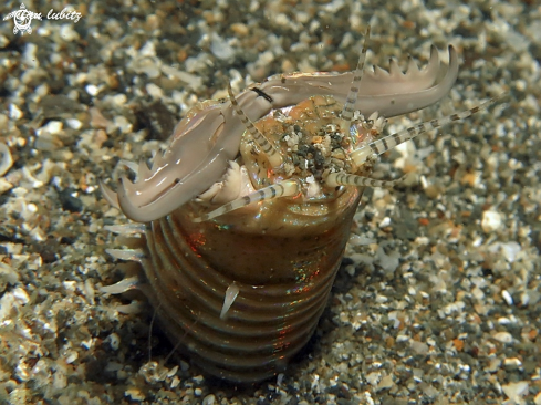 A Eunice aphroditois | bobbit worm