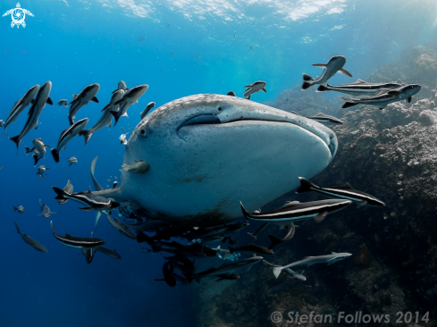 A Rhincodon typus | Whale Shark