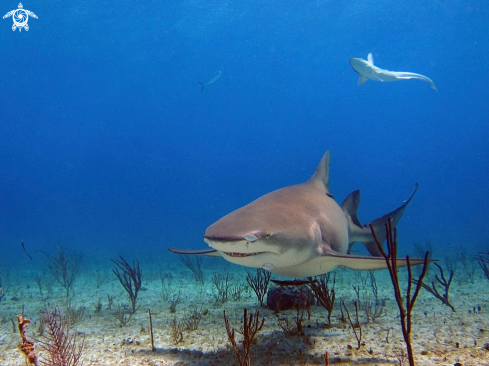 A Lemon Sharks