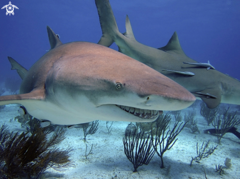 A Lemon Sharks