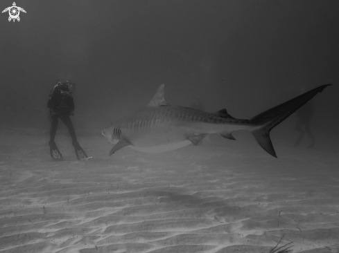 A Tiger Shark