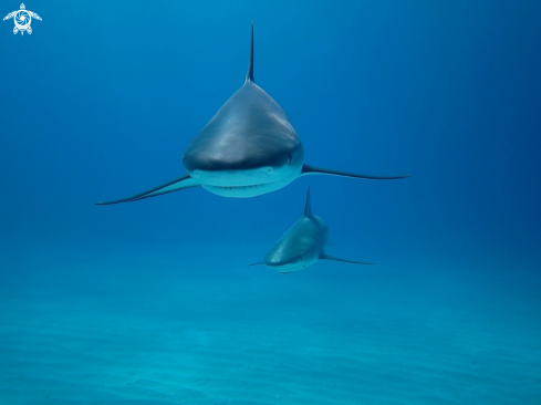 A Carribean Reef Shars