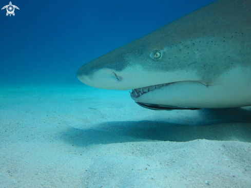 A Lemon Shark