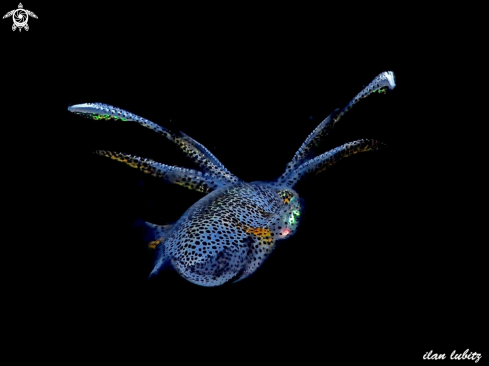 A Sepiotheutis lessoniana | squid