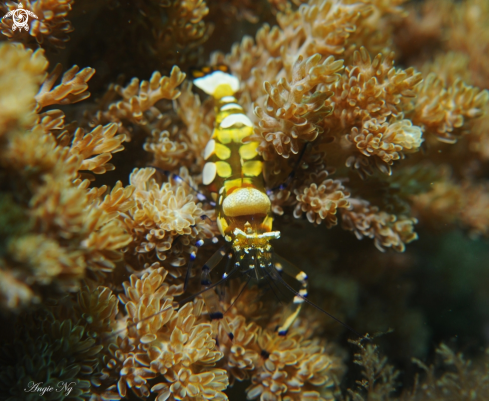 A Commensal Shrimp