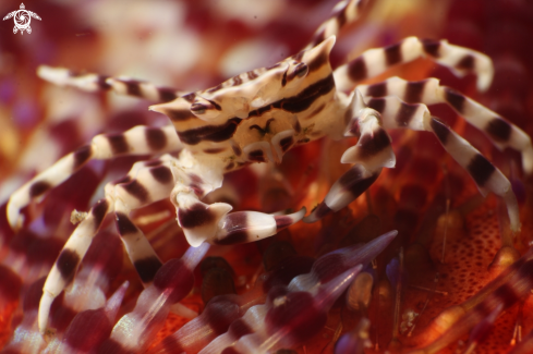 A zebra crab