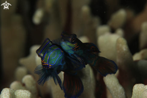 A mandarin fish