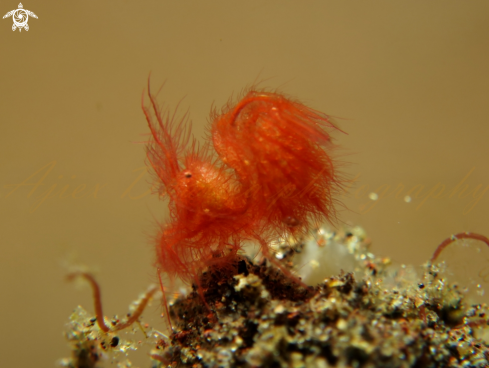 A hairy shrimp 