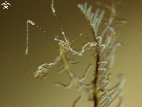 A skeleton shrimp 