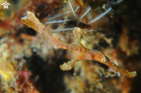 A Ghost Pipefish