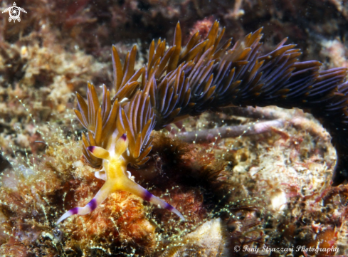 A Pteraeolidia ianthina | Blue Dragon