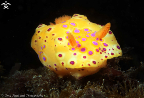 A Ceratosoma brevicaudatum | Short-Tailed Ceratosoma