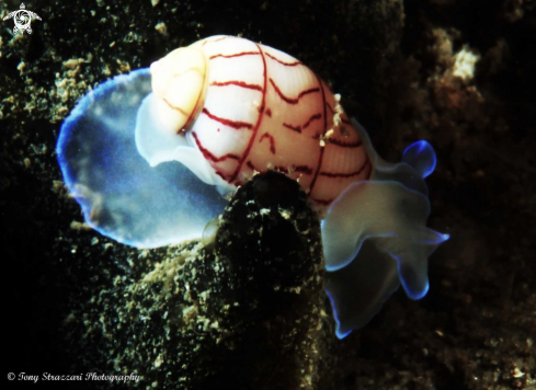 A Bullina lineata | Lined Bubble-shell