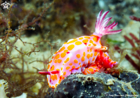 A Ceratosoma amoenum | Sweet Ceratosoma