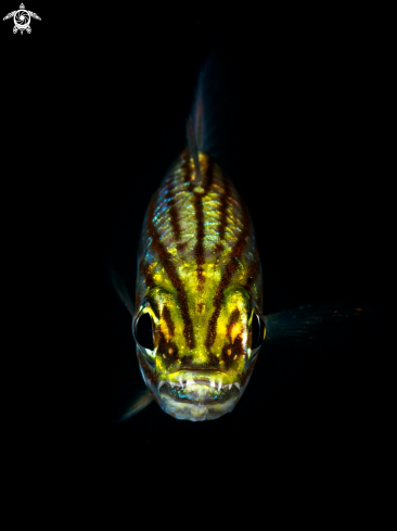 A Cardinalfish