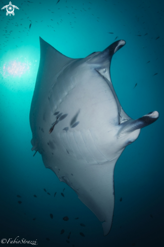 A Manta ray