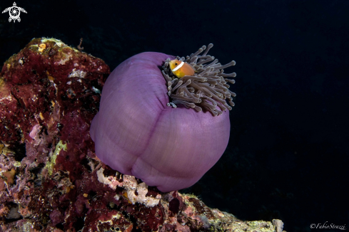 A Anemone 