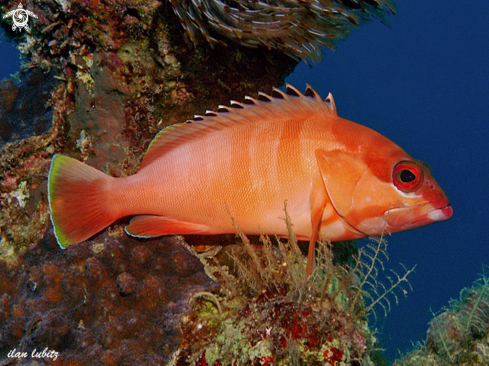 A Epinephelus fasciatus | reef fish