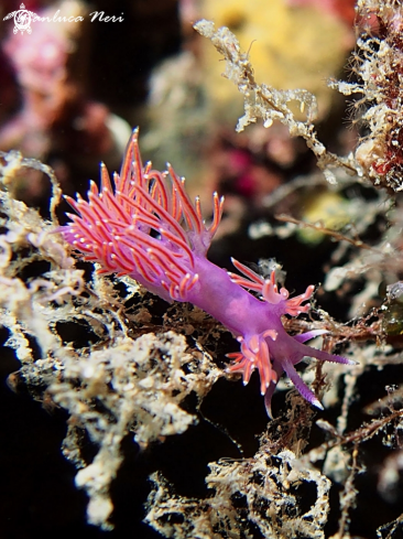 A Flabellina ischitana | Flabellina