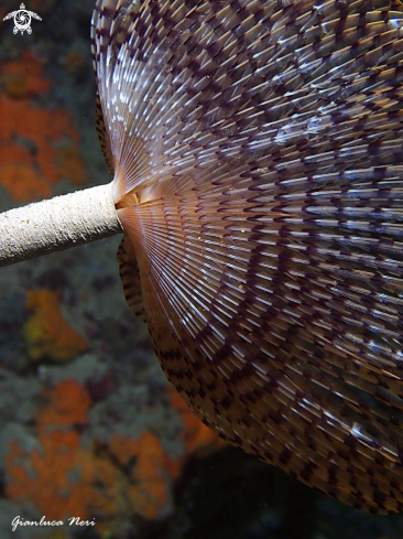 A Sabella spallanzanii | Spirografo