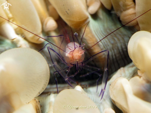 A anemon shrimp | Shrimp