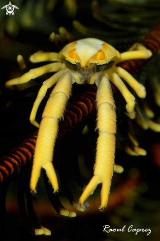 A Allogalathea elegans | Squat lobster