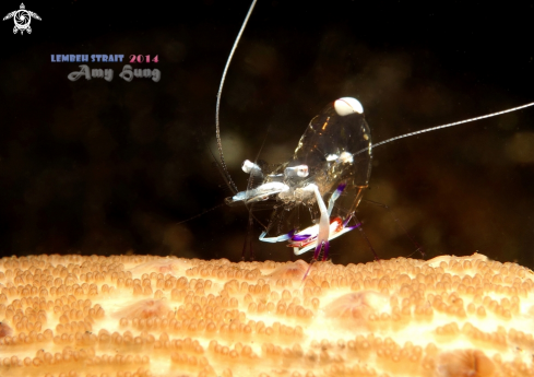 A Commensal Shrimp 