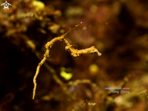 A Lembeh Sea Dragon