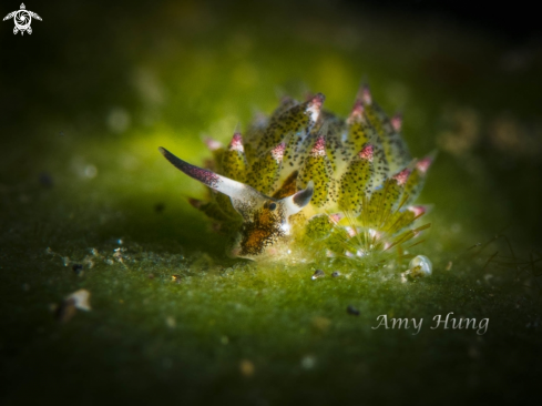 A Kuro Sapsucking Slug