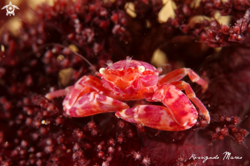 A Porcellanella picta | porcelain crab