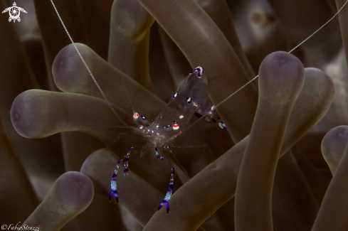 A Anemone shrimp