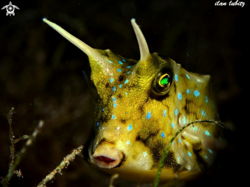 A Lactoria cornuta | Longhorn Cowfish 