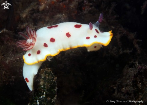 A Chromodoris splendida | Splendid Chromodoris