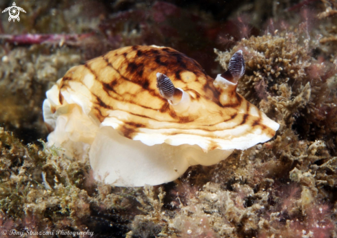 A Aphelodoris varia | Pancake Aphelodoris