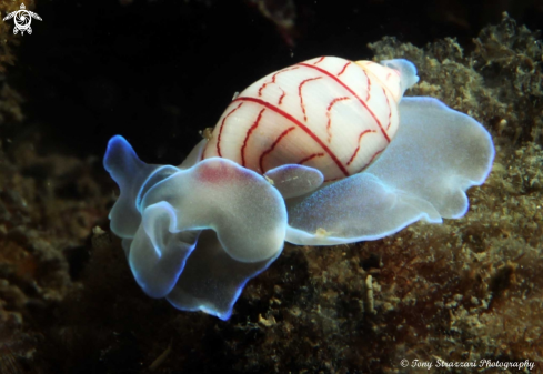 A Bullina lineata | Lined Bubble-shell