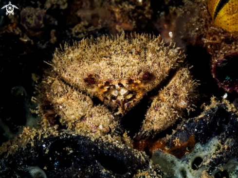 A Schizophrys sp. | Crab