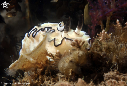 A Glossodoris atromarginata | Black-Margined Glossodoris