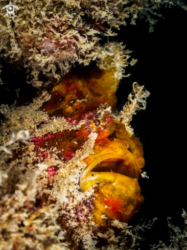 A Frogfish