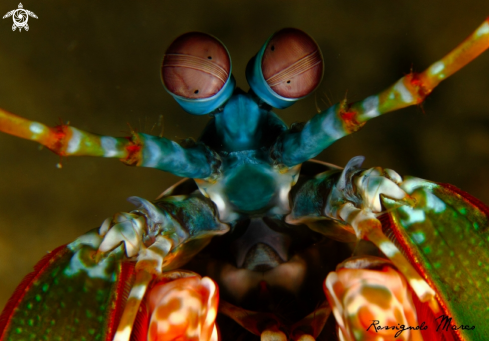 A Mantis shrimps