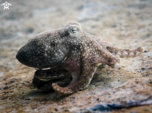 A Amphioctopus marginatus | Coconut Octopus