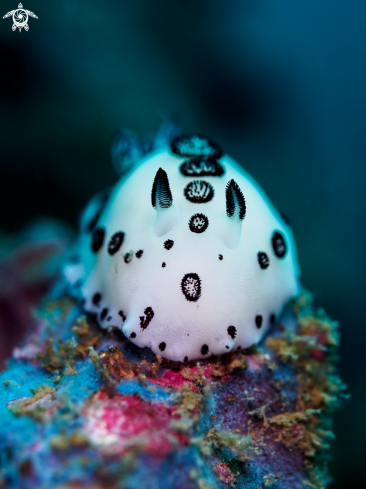 A Jorunna funebris   | Nudibranch