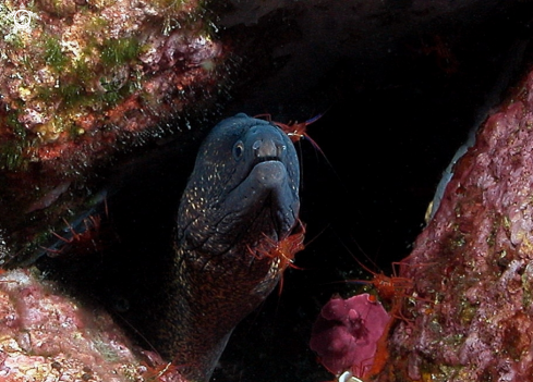 A underwater creature