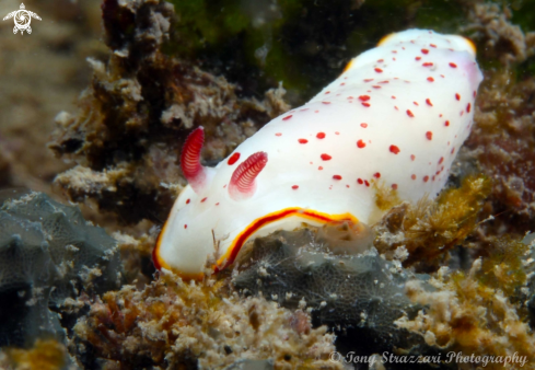 A Chromodoris daphne | Daphne's Chromodoris